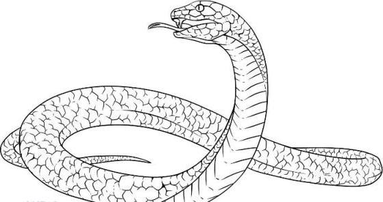 Miten tehdä käärme ja miten ymmärtää sitä paremmin
