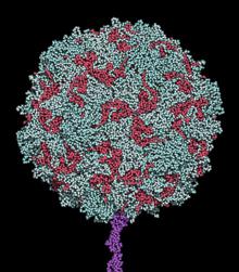  poliomyeliitti-virus